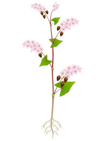 Buckwheat plant with roots isolated on white background.のイラスト素材