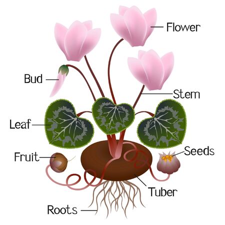 Parts of a cyclamen plant isolated on white background.のイラスト素材