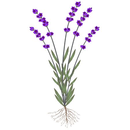 A lavender plant with roots and flowers on a white background.のイラスト素材