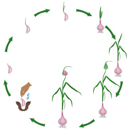 Life cycle of a garlic plant on a white background.のイラスト素材
