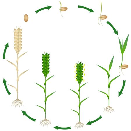 Life cycle of a wheat plant plant on a white background.のイラスト素材