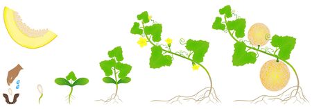 Cycle of growth of a plant of a yellow melon isolated on a white background.のイラスト素材