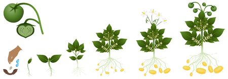 Cycle of potato growing from seeds, on a white.のイラスト素材