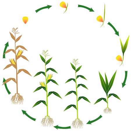 Life cycle of a corn plant on a white background.のイラスト素材