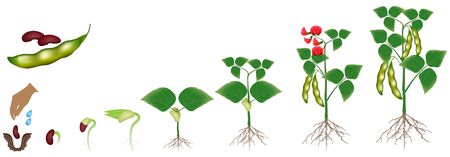 Cycle of growth of a bean plant isolated on a white background.のイラスト素材