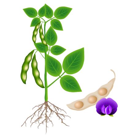 Soybean plant with a pod and flower on a white background.のイラスト素材