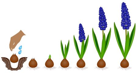 Cycle of growth of a muscari plant isolated on a white background.のイラスト素材