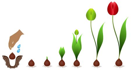Cycle of growth of a tulip plant isolated on a white background.のイラスト素材