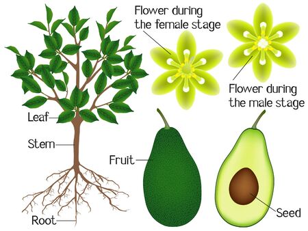 Part of an avocado plant isolated on a white background.のイラスト素材