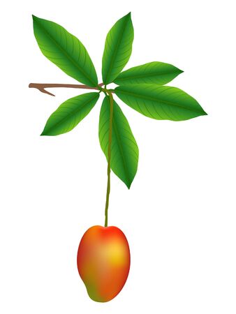 Mango on a branch isolated on white background.のイラスト素材
