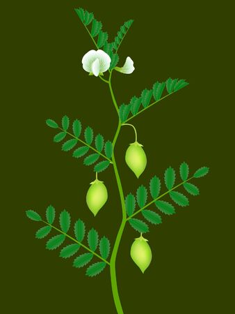 A branch of a chickpea plant with green pods and white flowers.のイラスト素材