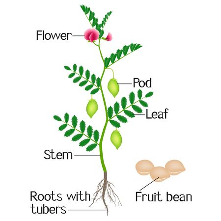 An illustration depicting parts of a plant chickpeas.のイラスト素材
