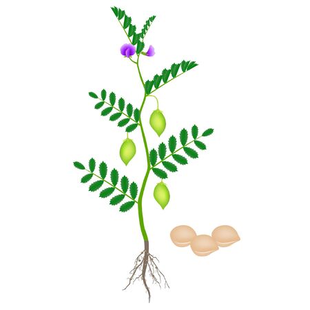 Chickpea plant with roots isolated on white background.のイラスト素材