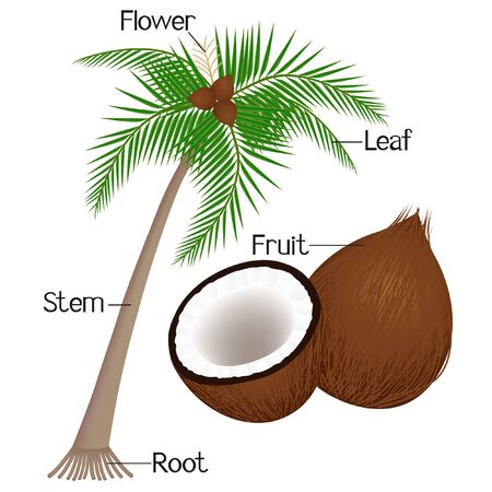 The illustration shows part of the coconut plant.のイラスト素材