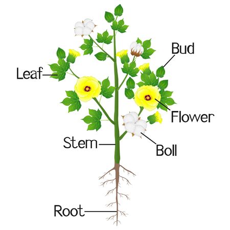 Part of cotton plant on a white background.のイラスト素材