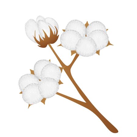 Branch with flowers of cotton isolated on white background.のイラスト素材