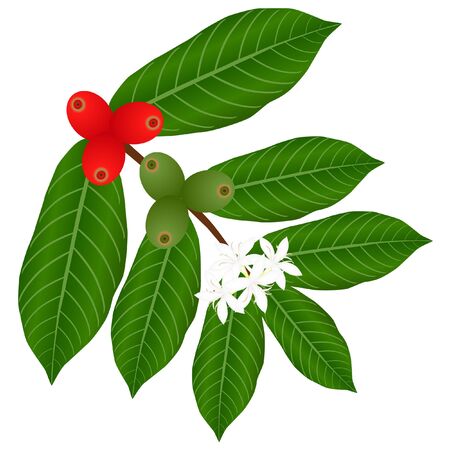 Coffee branch with flowers and red and green berries on a white background.のイラスト素材