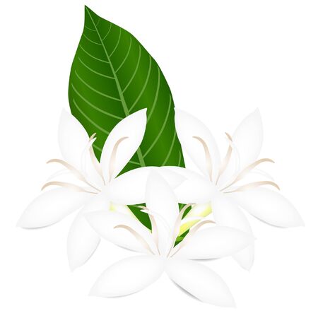 White flowers of coffee tree with green leaf isolated on white background.のイラスト素材