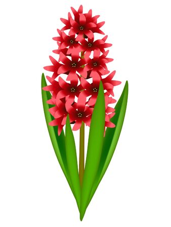 Red hyacinth isolated on white background, element for design.のイラスト素材