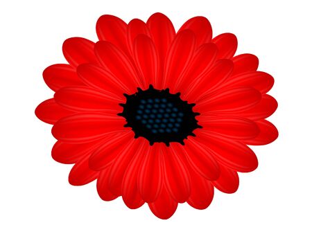 Red flower on a white background.のイラスト素材
