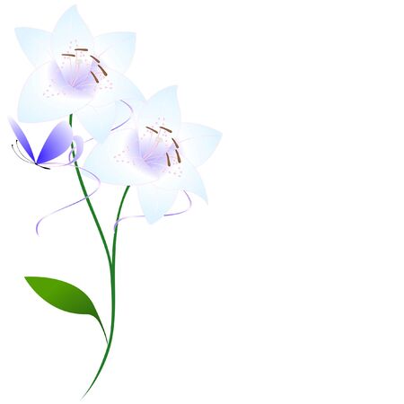 Two lilies on a white background with a butterfly.のイラスト素材