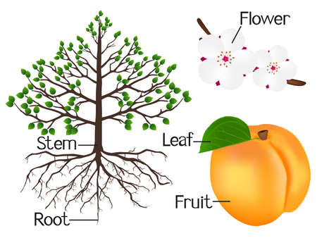 The illustration shows part of the apricot plants.のイラスト素材
