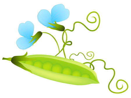 Green pea pod and flower isolated on white background.のイラスト素材