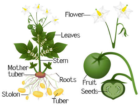 The illustration shows parts of a potato plant.のイラスト素材
