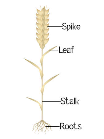 The illustration shows parts of the wheat plant.のイラスト素材