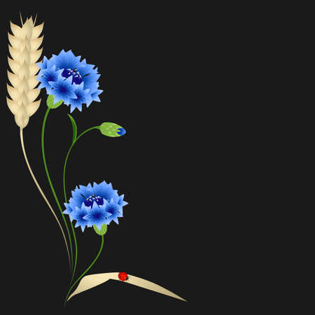Blue cornflowers and wheat ears with ladybug on a black background.のイラスト素材