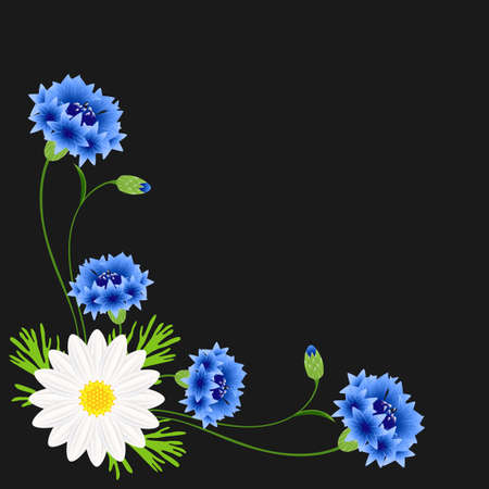 Corner with blue cornflowers and chamomile on a black background.のイラスト素材