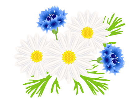 Daisies with blue cornflowers on a white background.のイラスト素材