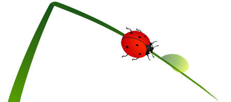 Ladybug on a green blade of grass with a drop of water.