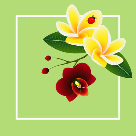 Summer banner, frangipani (Plumeria) with orchid flower and a ladybug.のイラスト素材