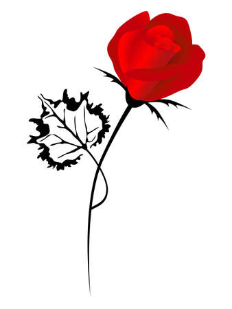 Red rose on white background, element for design.のイラスト素材