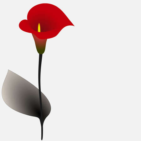Floral background with red calla, design element.のイラスト素材