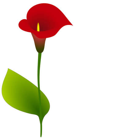 Background with calla, design element.のイラスト素材