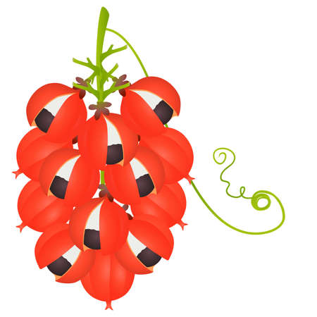 Guarana Paullinia cupana fruits on a white background.のイラスト素材