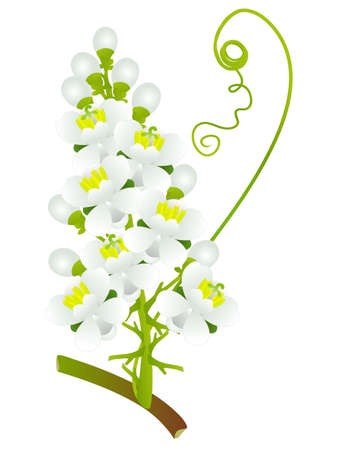 Guarana Paullinia cupana flowers on a white background.のイラスト素材