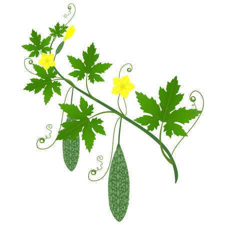 Momordica charantia bitter melon with fruits and flowers on a branch with leaves.のイラスト素材