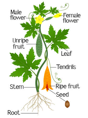 Parts of momordica charantia bitter melon plant on a white background.のイラスト素材