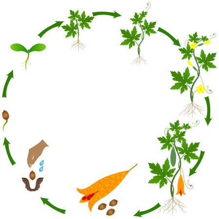 Life cycle of momordica charantia bitter melon plant on a white background.のイラスト素材