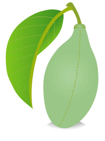 Asimina triloba the pawpaw fruit with green leaf isolated on white background.のイラスト素材