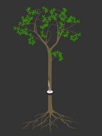 Natural rubber tree Hevea brasiliensis, milky latex extracted.のイラスト素材