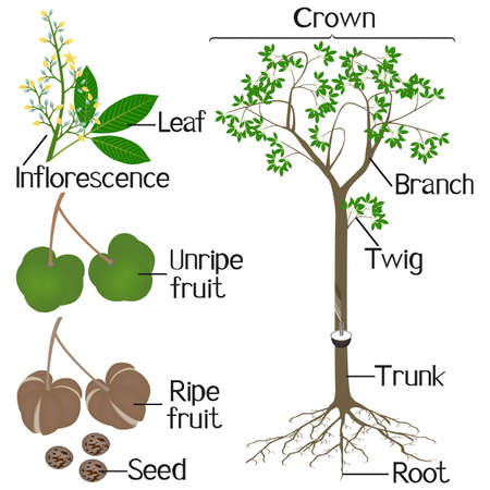 Parts of rubber tree Hevea brasiliensis plant isolated on a white background.のイラスト素材