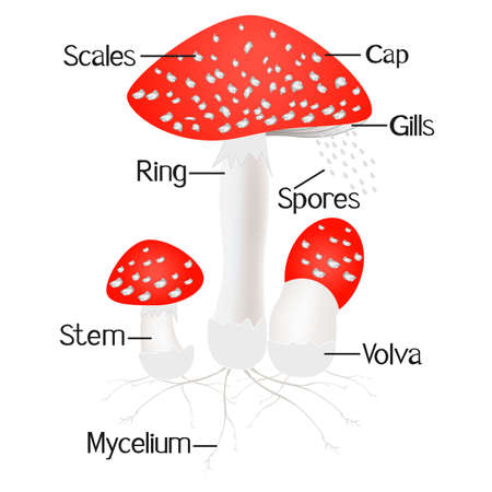 Parts of amanita mushroom isolated on white background.のイラスト素材