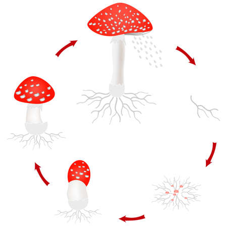 Amanita mushroom growth cycle isolated on white background.のイラスト素材