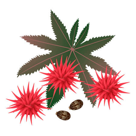 Castor oil fruits and seeds on white background.のイラスト素材