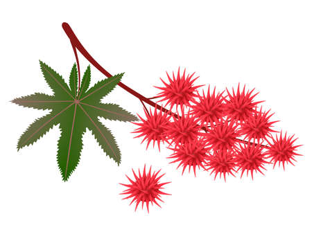 Branch red castor fruits with leaf on a white background.のイラスト素材