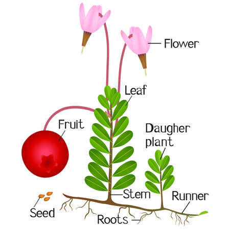 Parts of cranberry plant isolated on a white background.のイラスト素材
